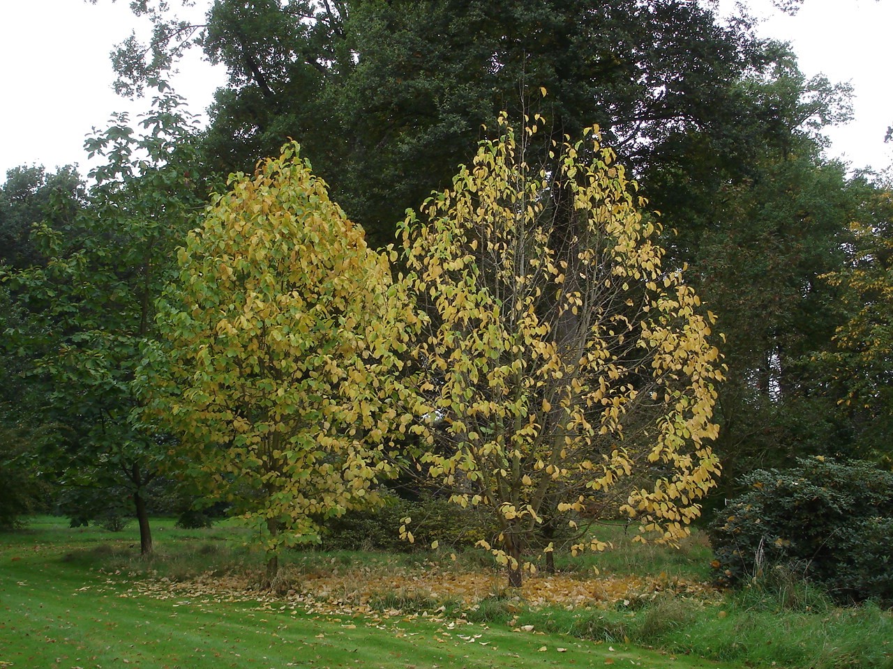 magnolia kobus